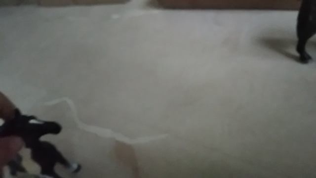 Тренировка упрямого вожака