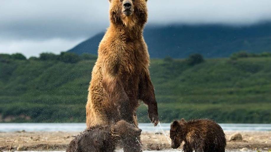 Бурые медведи пикник в дикой природе - смотреть онлайн