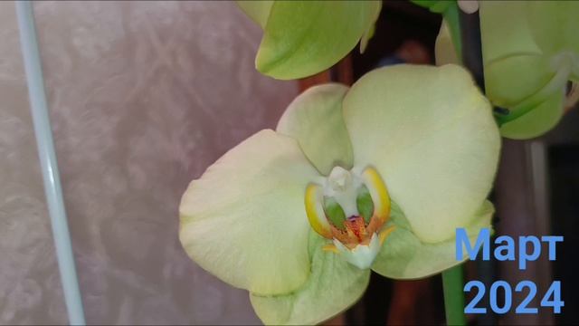 Орхидеи. Моя орхидейная коллекция. смотреть онлайн