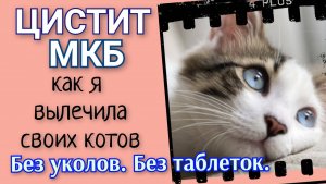 Мочекаменная Болезнь и Цистит. Как я вылечила своих котов.