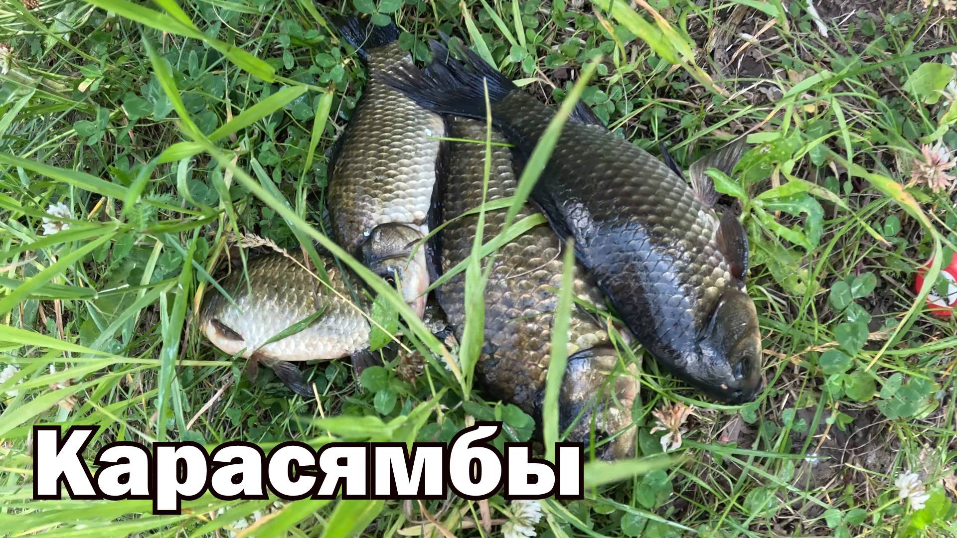 Рыбалка на Карасямбы 2025 смотреть онлайн