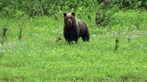 Рыбалка на спиннинг. Первый выезд на реку за хариусом, классная рыбалка.
