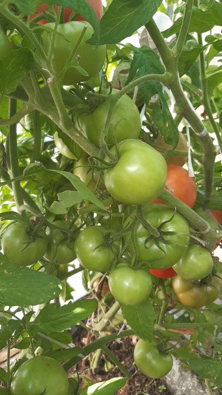 СОРТ ТОМАТА ДЛЯ ОТКРЫТОГО ГРУНТА И ТЕПЛИЦ - КУЛЕМА - СУПЕР УРОЖАЙНЫЙ смотреть онлайн