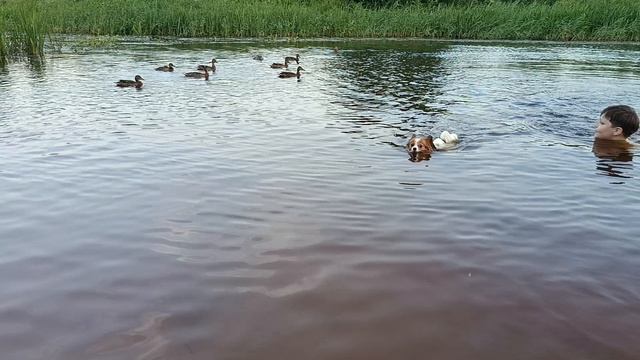 Папильон купается в речке