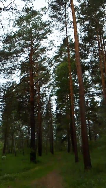 Тропа в сосновом бору смотреть онлайн