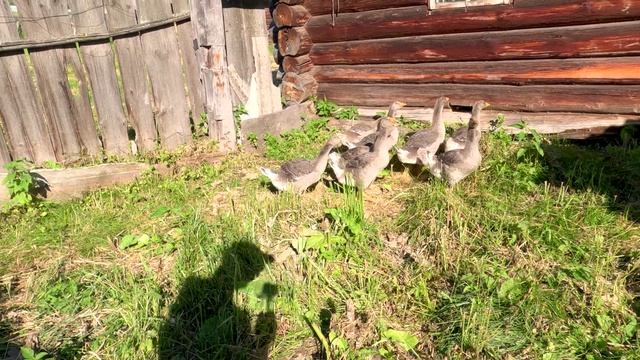 Сенокос жара 2025г