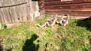 Сенокос жара 2025г