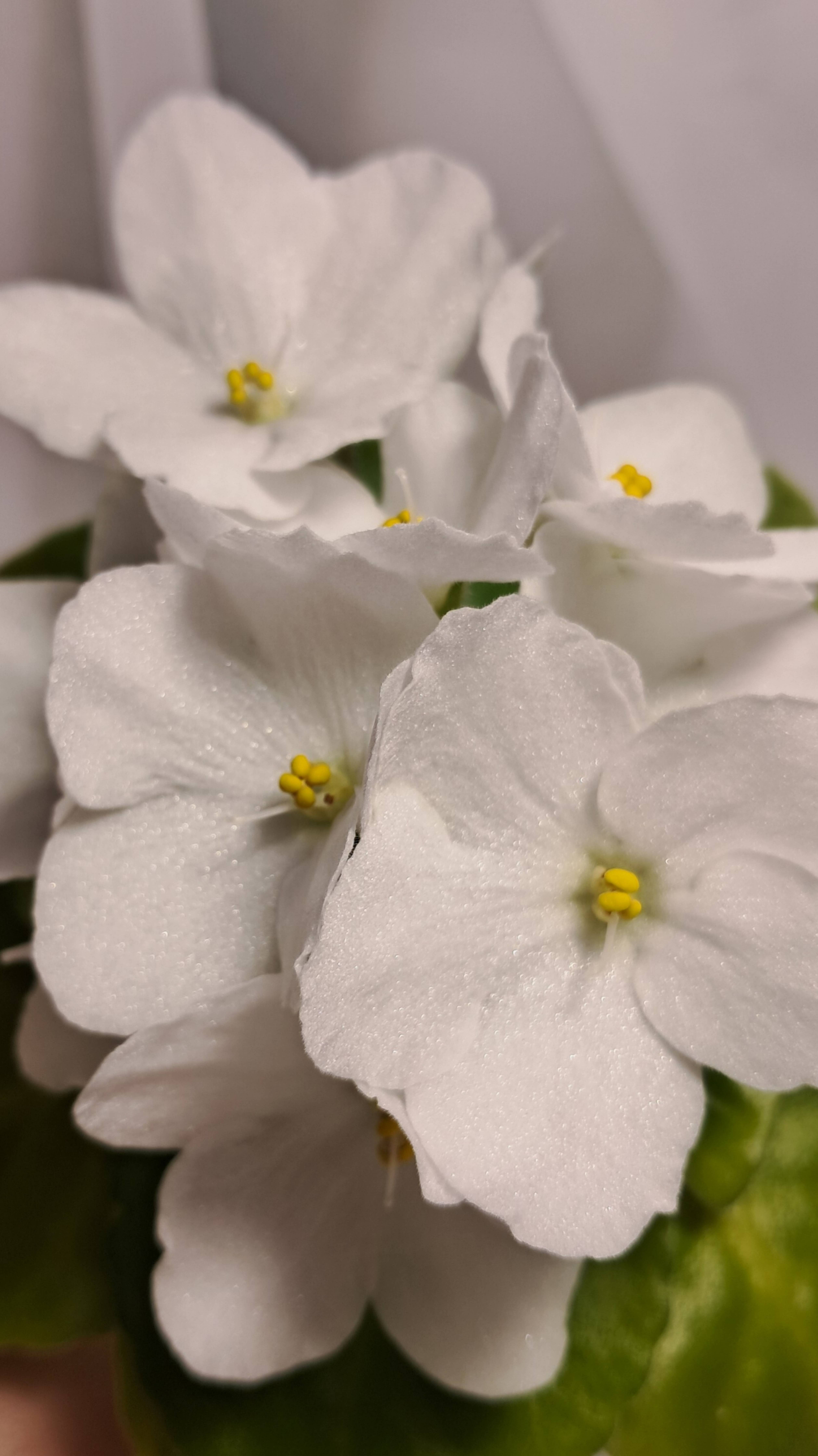 Optimara Ontario (первое цветение) смотреть онлайн