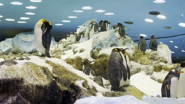 Пингвины на Канарах: павильон с пингвинами в Лоро Парке на острове Тенерифе смотреть онлайн