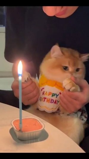 День рождения пушистика