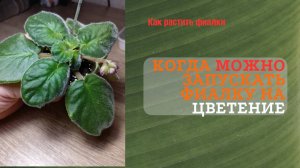 Когда запускать фиалку на шапочное цветение