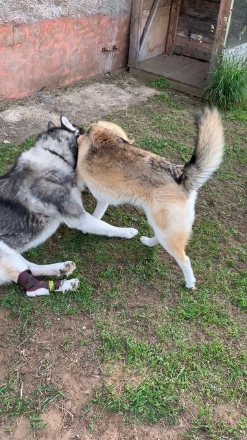 Махач. Брю против Лис
#хаски #щенок #собака #домашниеживотные #БрюликиЛиска #dog смотреть онлайн