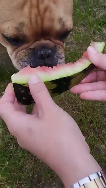 Французский бульдог Луи ест арбуз