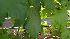 Состояние винограда в открытом грунте и теплицах (открытой, стандартной и придомовой).