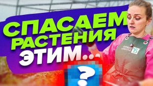 КАК РЕАНИМИРОВАТЬ РАСТЕНИЯ