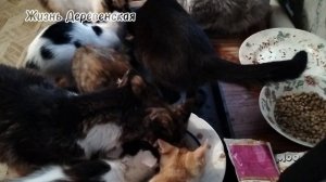 Кошки большие любители влажного корма.Остаётся загадкой,что их так привлекает.