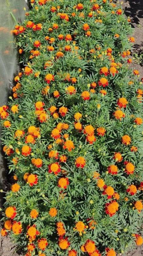 ЦВЕТЫ ДЛЯ ОФОРМЛЕНИЯ БОРДЮРОВ - МОИ ЛЮБИМЧИКИ Бархатцы Тайгер Айс смотреть онлайн