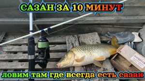 Ловим САЗАНА там где он есть всегда. Поклевка сазана за 10 минут