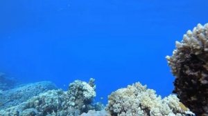 🔴 Мореплавание, подводный мир, морская черепаха.