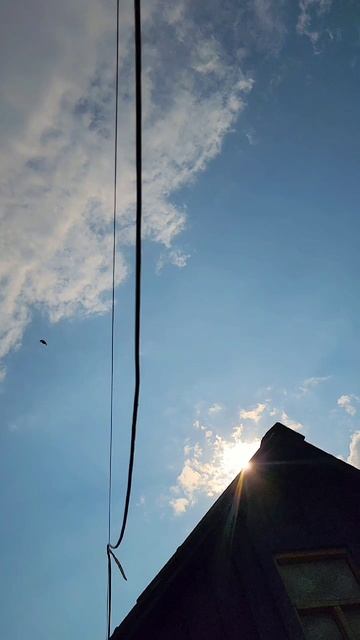 Бойные голуби. Масть кукча. Игровые голуби.#голуби