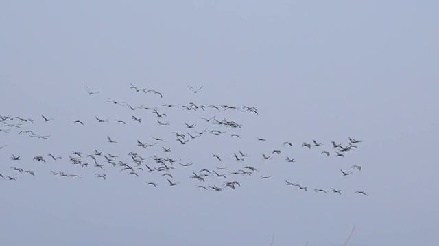 Flight. смотреть онлайн