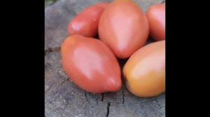 Томаты гномы Стринги, Десперадо и Прелестная роза🍅🍅🍅