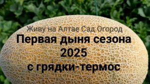 9 июля Арбузы и дыни на грядке-термосе