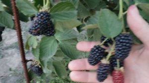 Собираю ежевику. Сорта Бжезина и Небеса. 9 июля 2025г.