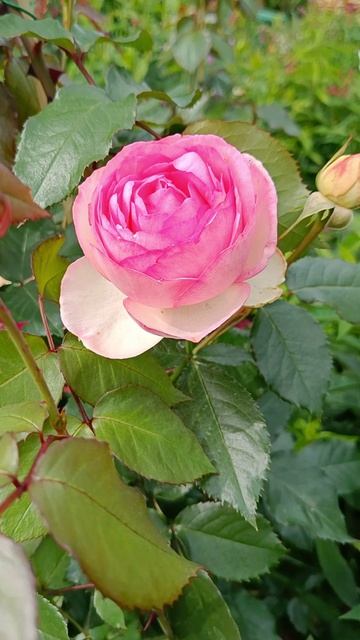 Пьер де Ронсар: первое цветение