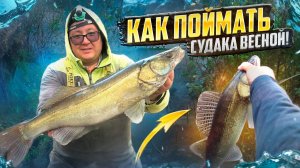 САМАЯ РАБОЧАЯ ПРИМАНКА НА СУДАКА. Джиговая Ловля Судака с Берега. Рыбалка 2025