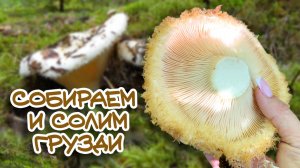 СОБИРАЕМ ГРУЗДИ \ КАК ЧИСТИТЬ ГРУЗДИ \ КАК СОЛИТЬ ГРУЗДИ #сезонконтентаRUTUBE