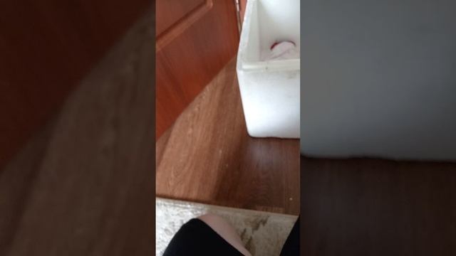 Кормлю цыплят