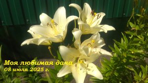 08.07.2025 _ Моя любимая дача