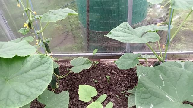 ДОЖДЛИВЫЙ ИЮЛЬ. Часть 1. смотреть онлайн