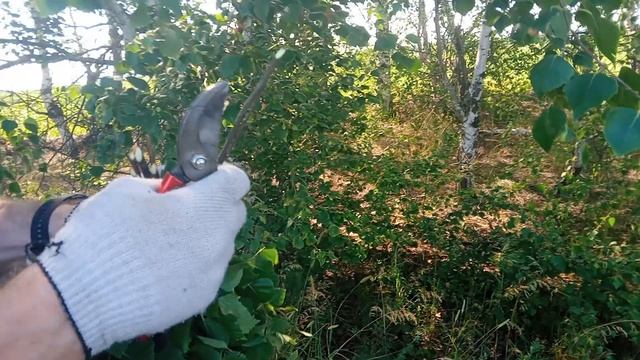 Веники для бани 2025г