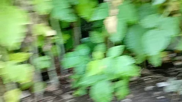 дождей нет, поливаю виноград, малину, персик... /дача/виноград/малина/ смотреть онлайн