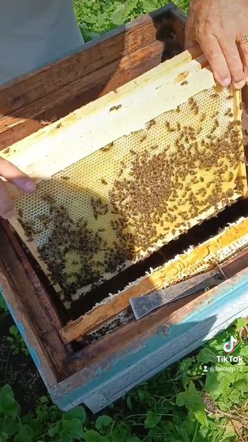 Роёк перегоняет в стандарт 🐝❤️ смотреть онлайн