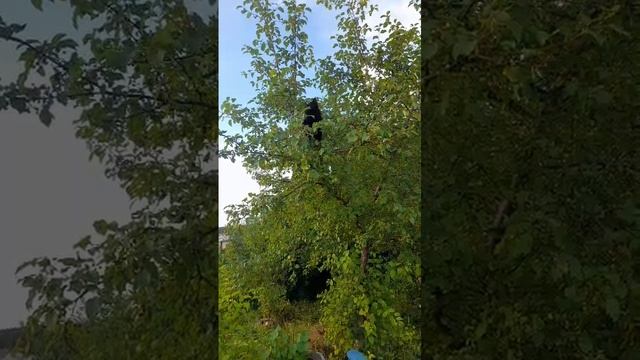 Я тоже, тоже белка! смотреть онлайн