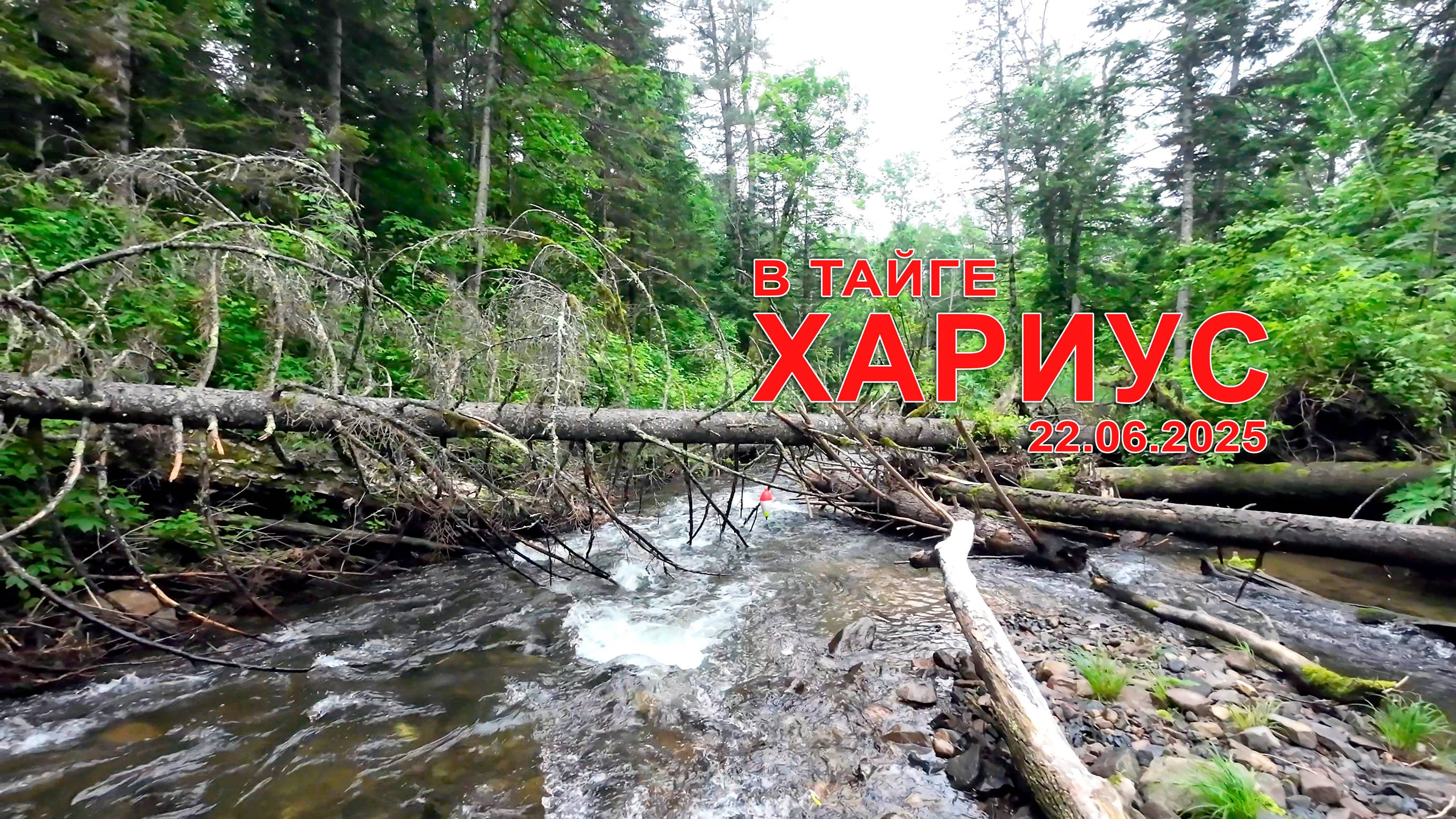Хариус в горной речке Приморского края между дождями. 22 июня 2025 года. смотреть онлайн