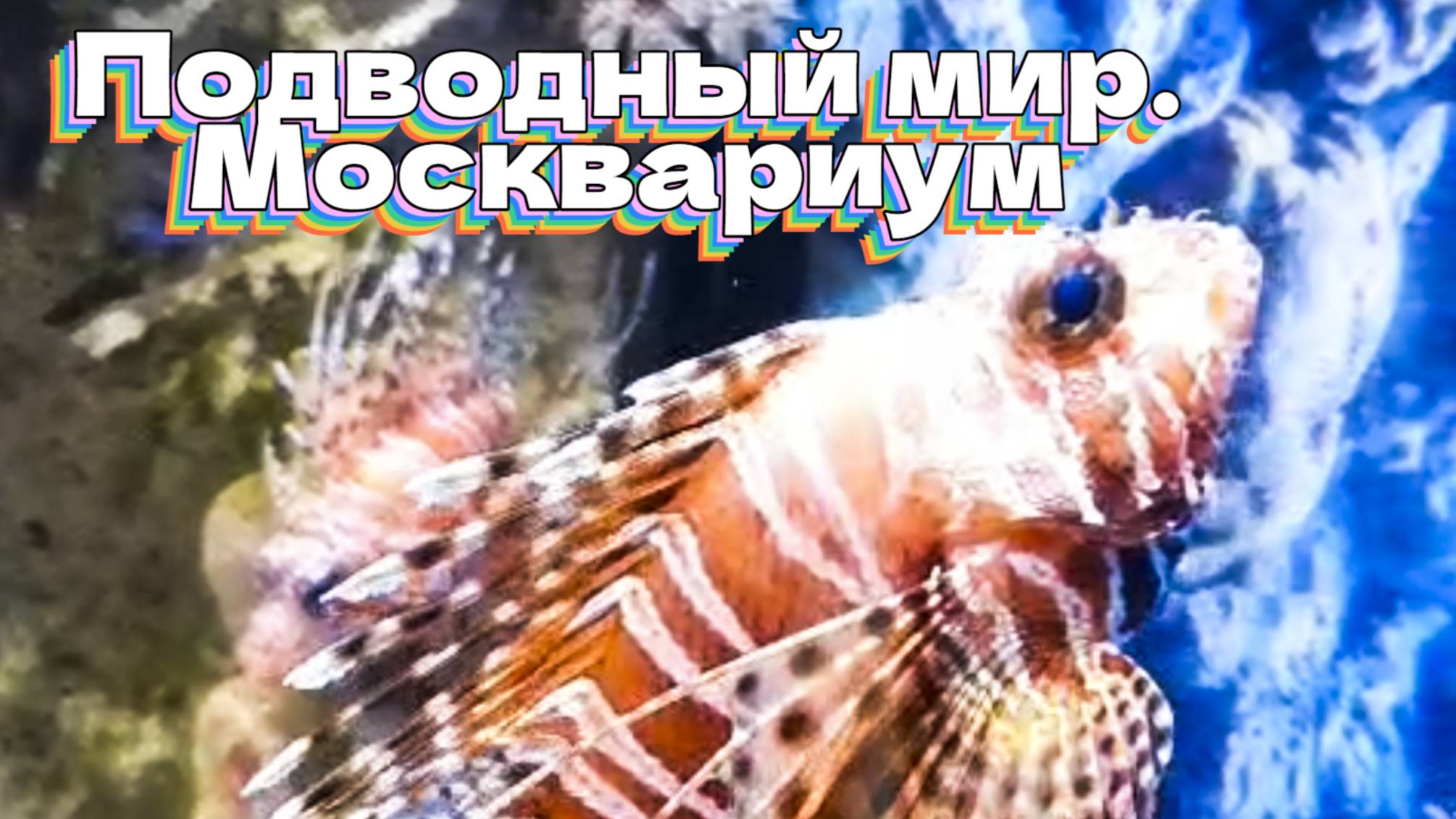 Подводный мир. Москвариум смотреть онлайн