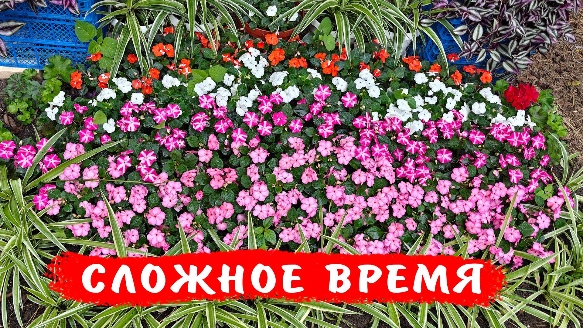 Как сохранить бальзамины Уоллера! Сложное время для бальзаминов в грунте и в горшках смотреть онлайн