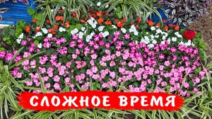 Как сохранить бальзамины Уоллера! Сложное время для бальзаминов в грунте и в горшках