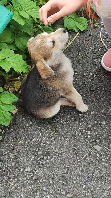 Смешной щенок👍🐶🐶 смотреть онлайн