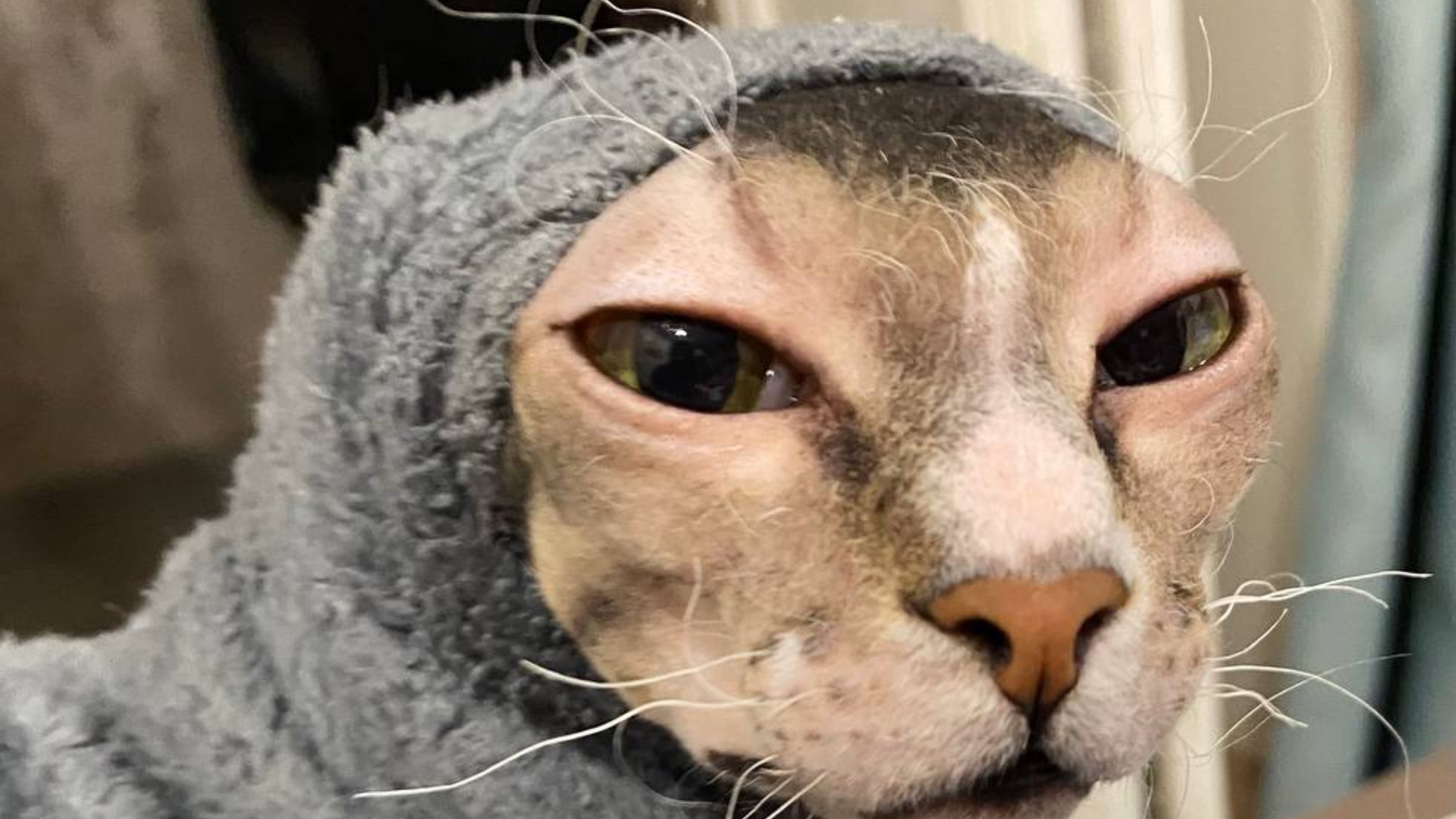 Почесули в кровати. Пушистая и лысый друг