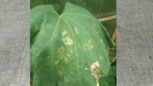 Основные болезни и вредители огурцов.