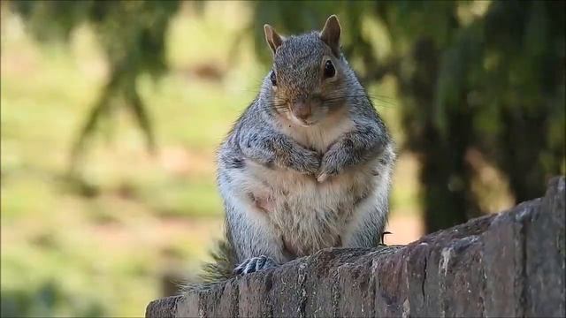 Белка Лесной житель