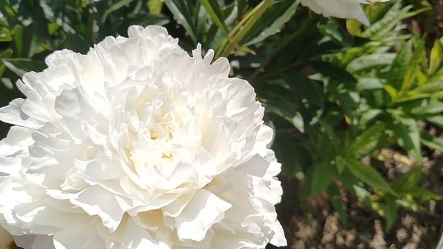 Пион 'Дюшес де Немур' (Duchesse de Nemours) в нашем саду 2025 смотреть онлайн