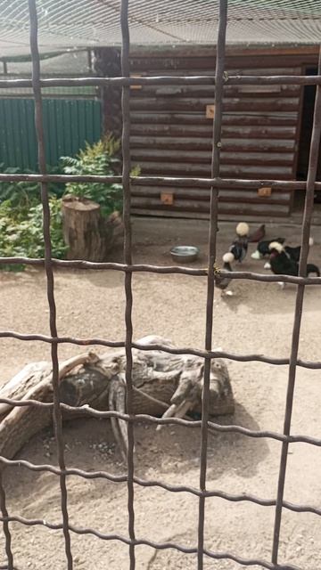 Зоопарк г.Иваново. Июнь 2025