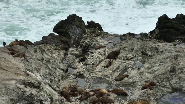 Кто играет на листьях ночью - Makes-Shift Salvation -- HoliznaCC0 -- Makeshift Salvation