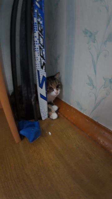 КОШКА НАШЛА СЕБЕ НОВОЕ МЕСТО / МЯУРИЦЦИО / VLOG / 09. 07. 2025 смотреть онлайн